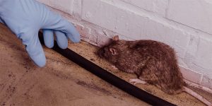 Rodent Cleanup and Sanitation Services - Attic Pro